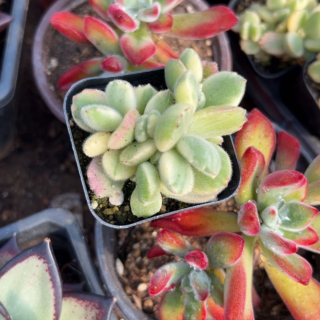 多肉植物白熊老庄