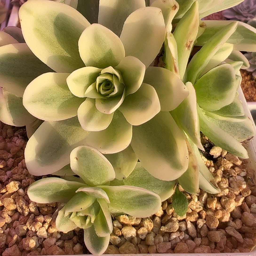 山地玫瑰锦春晓1349号