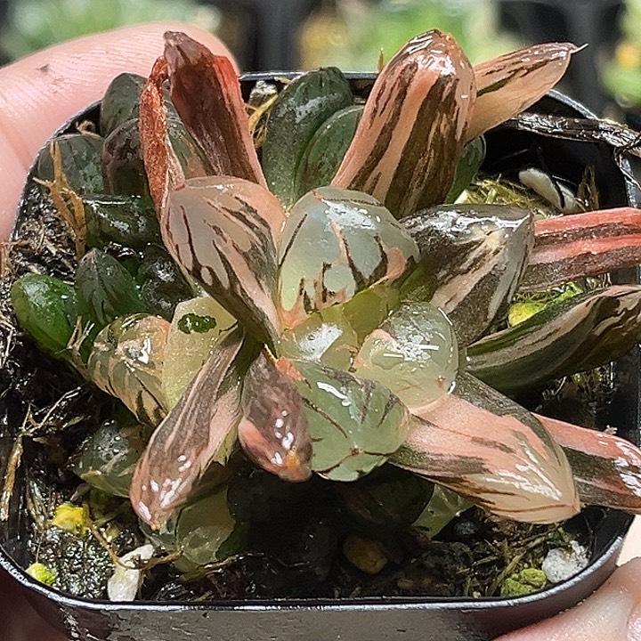 60多头红太阳玉露锦