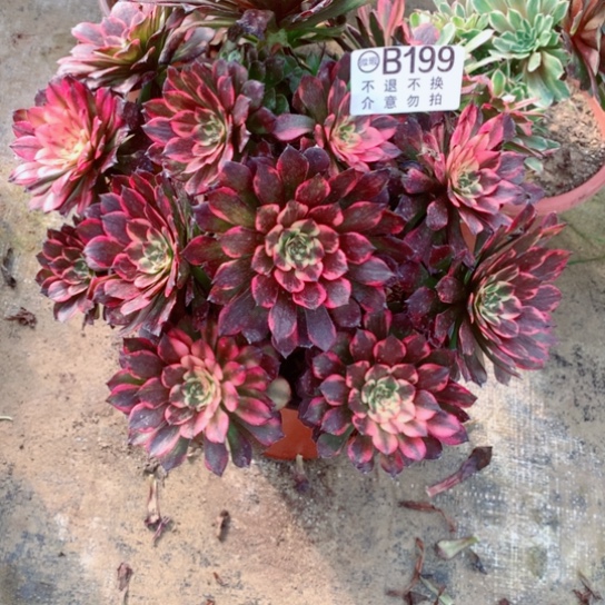 多肉植物烟花199