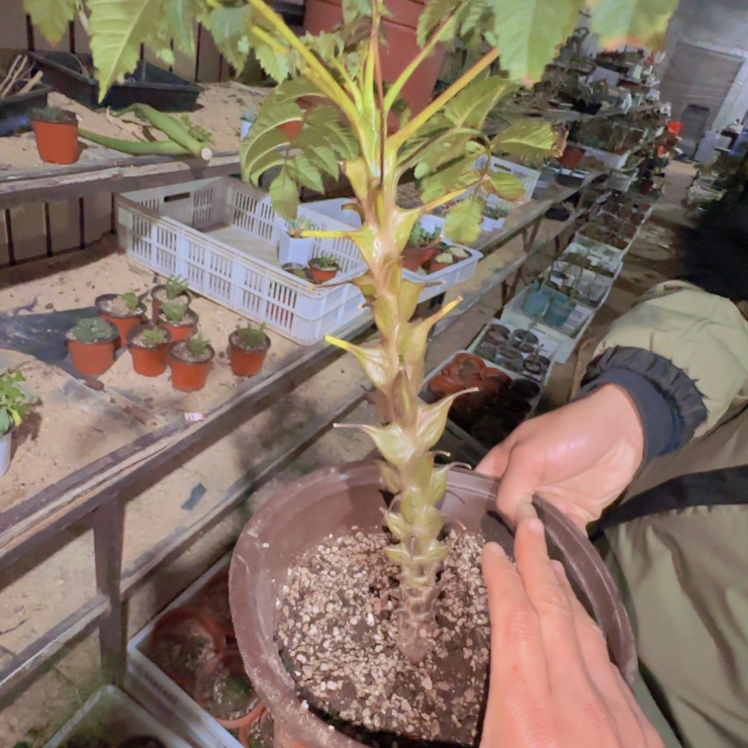 块根植物块根植物