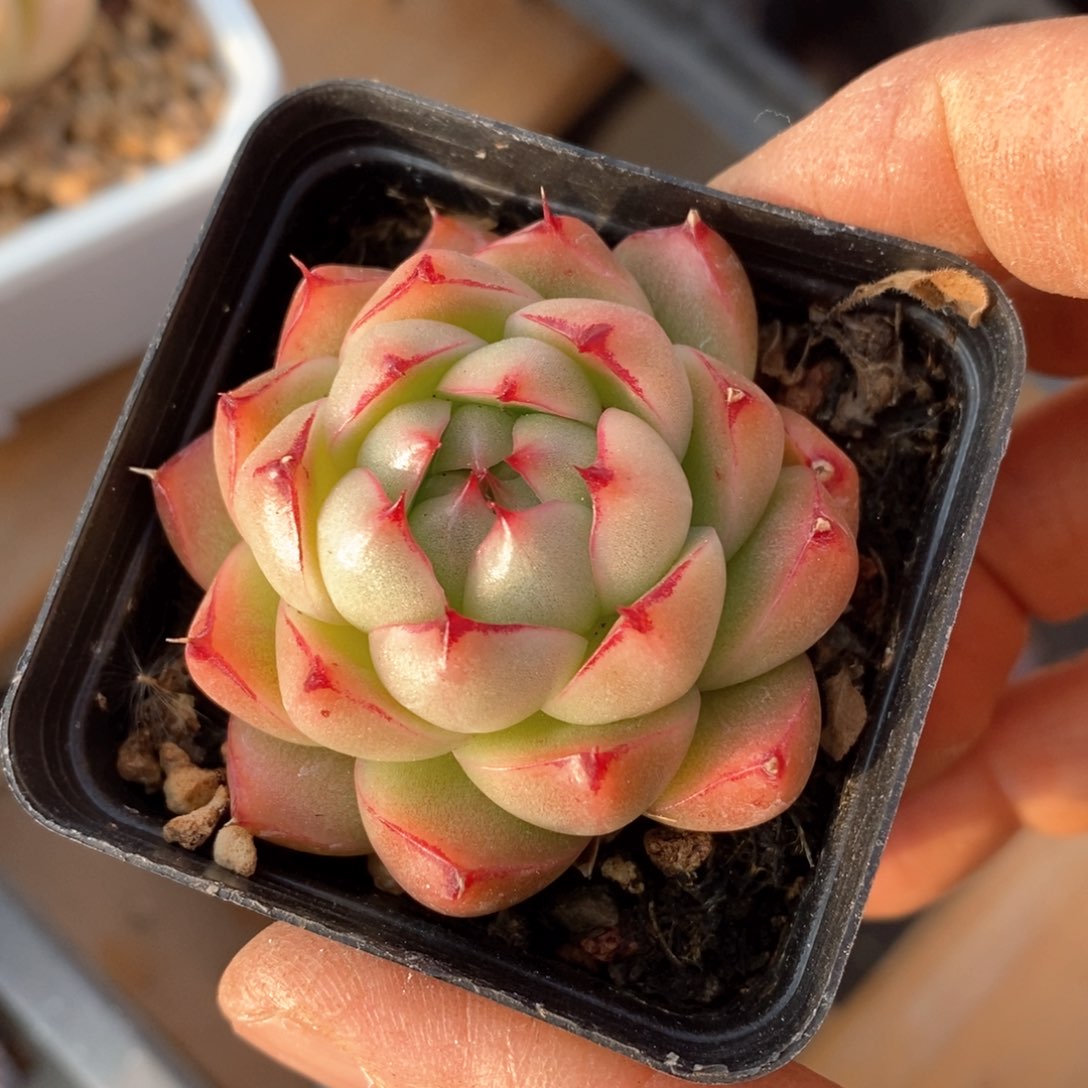 精品多肉一物一拍不包整92