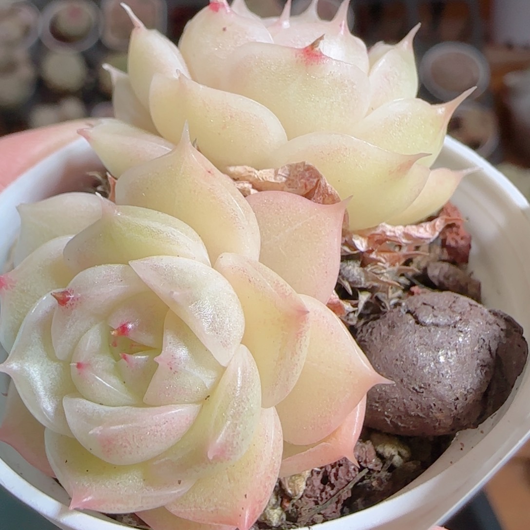 花语多肉0103-284散