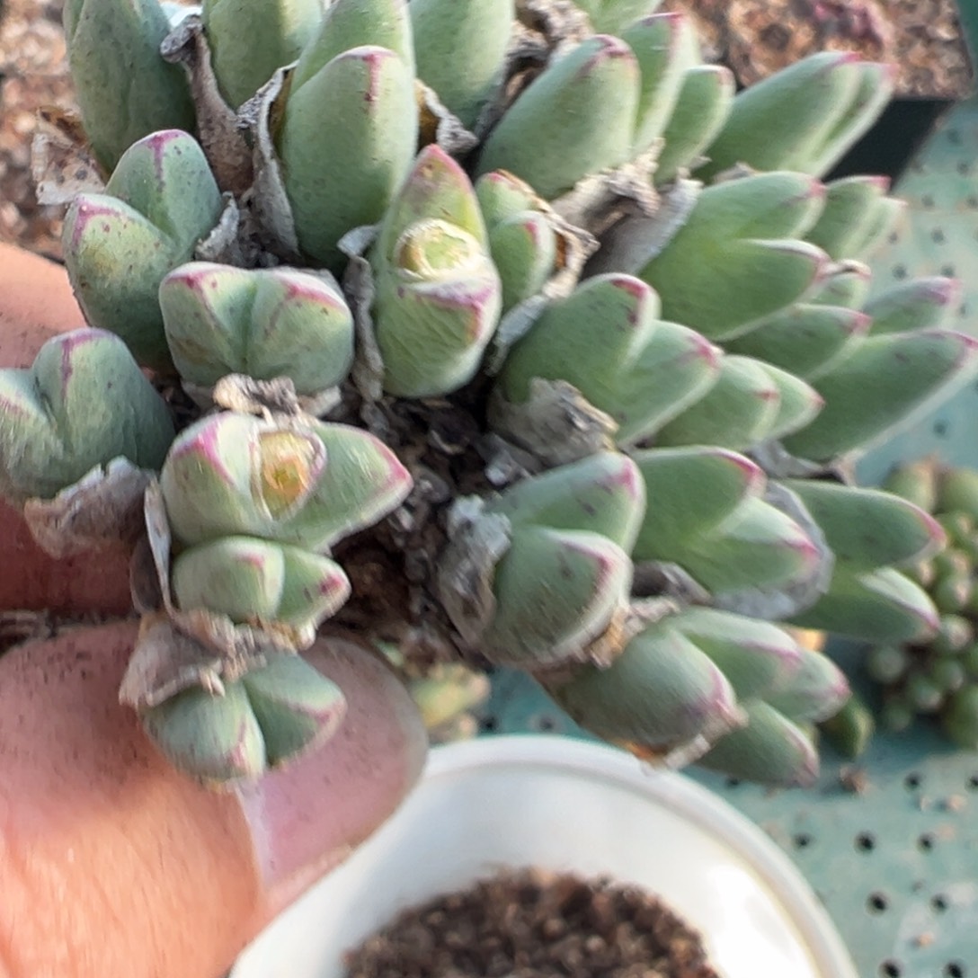 25-119肉锥多肉植物，