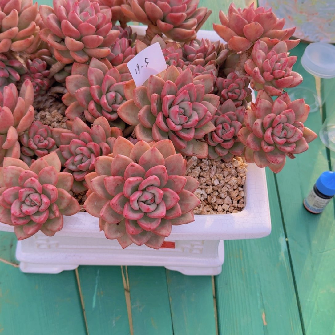 ****^19-5奶油鳄梨多肉植物