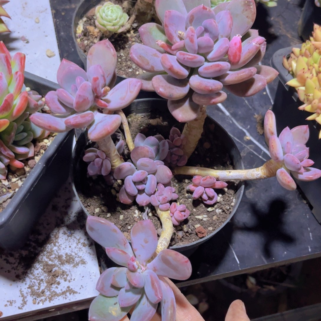 墨西哥美人02232多肉植物