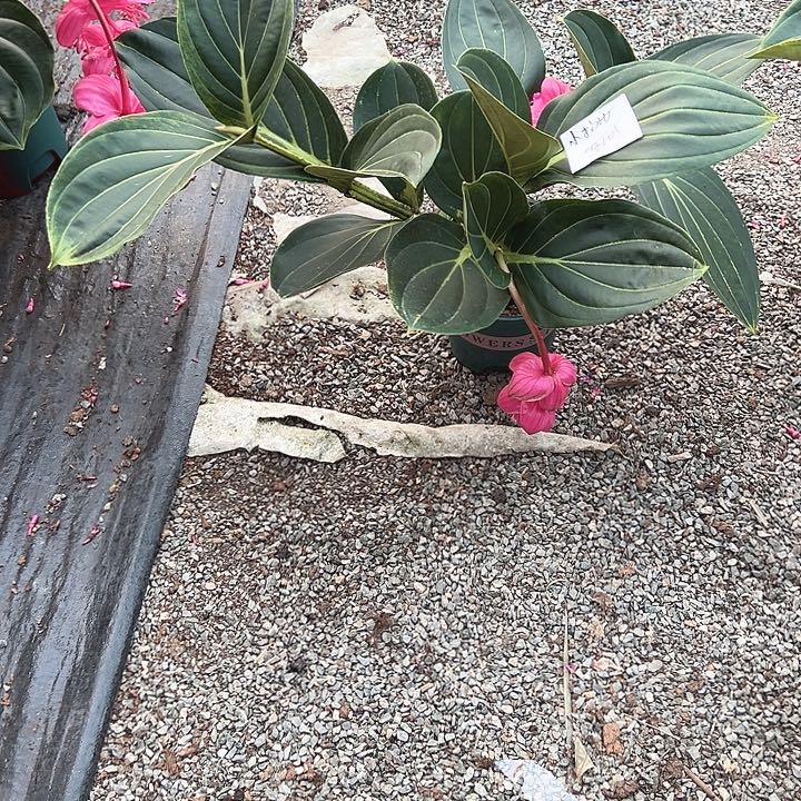 小***5少量花朵（建议范围：2朵-5朵 或40%以下）