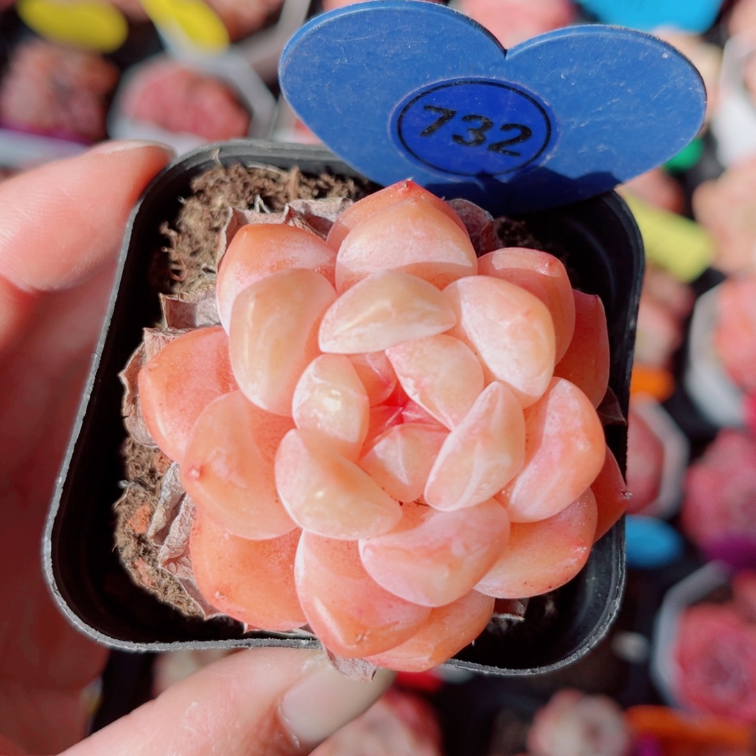 732号小老桩糖心单头