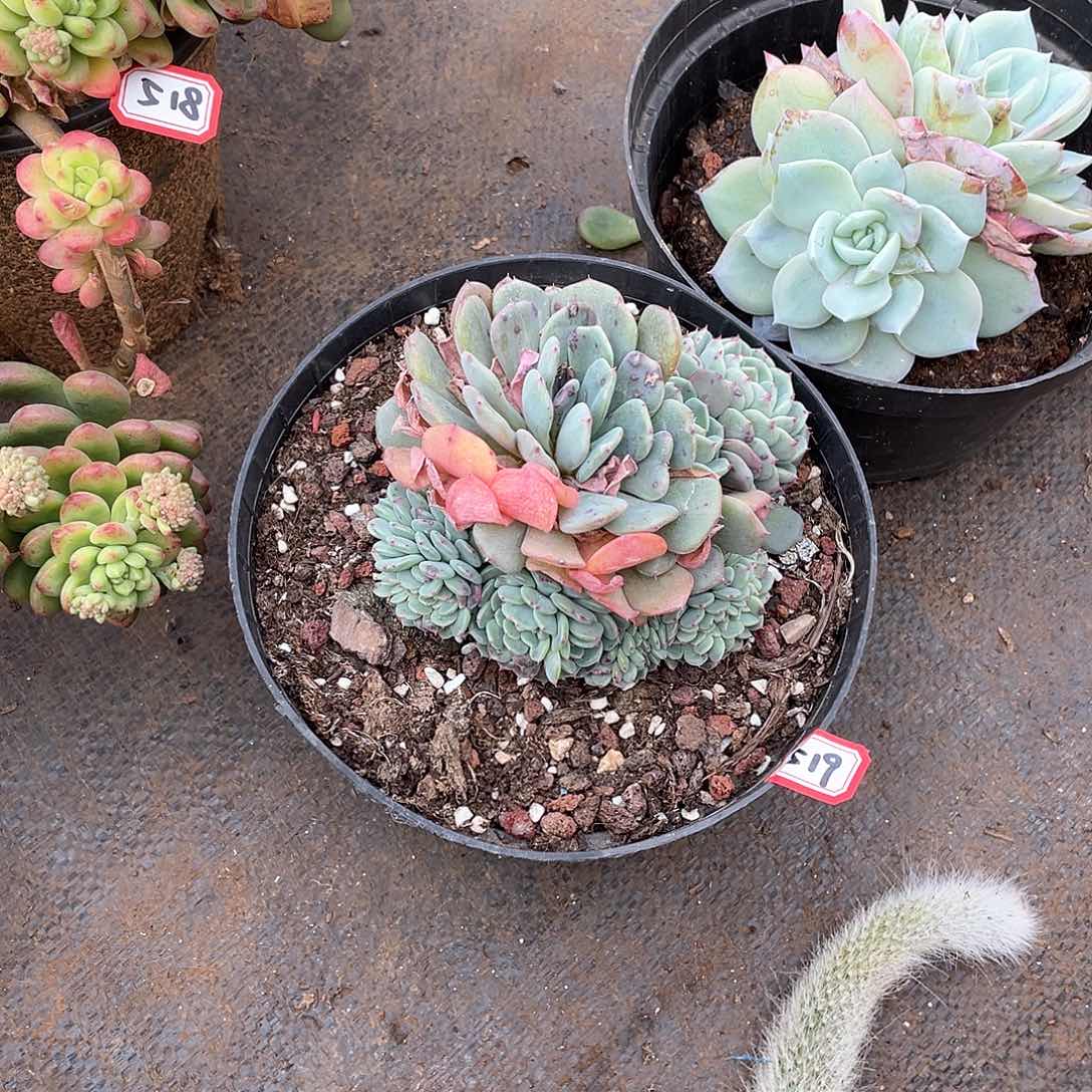 519白胖子 一物一拍多肉