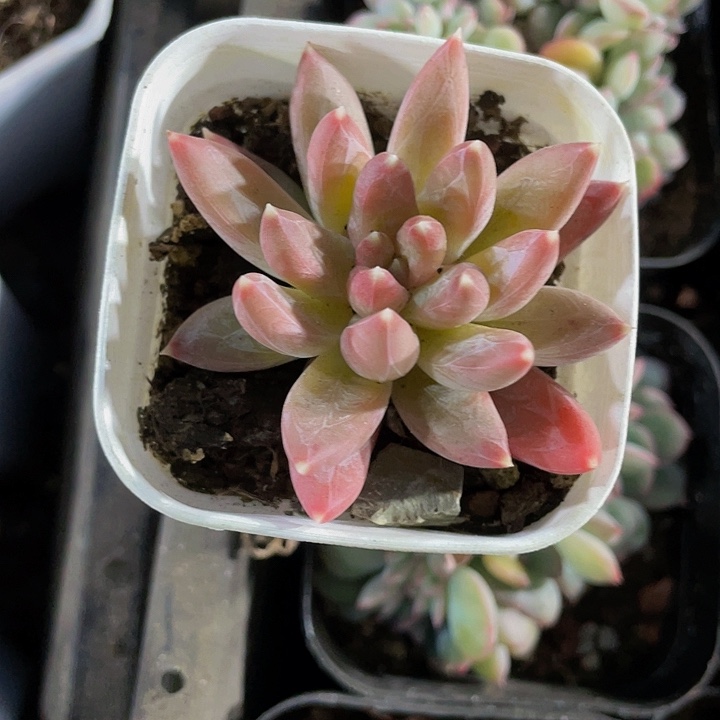 单头炫彩2.8带盆土