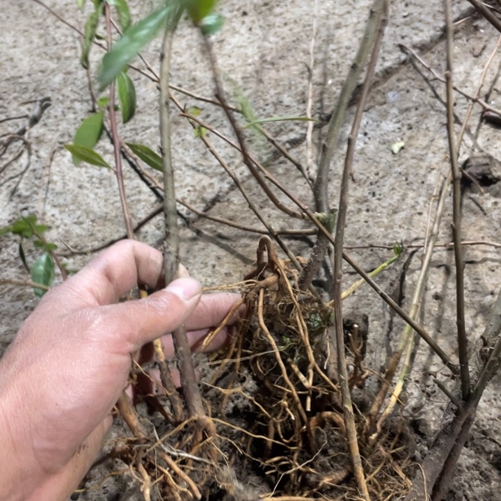 宴    海棠花一颗