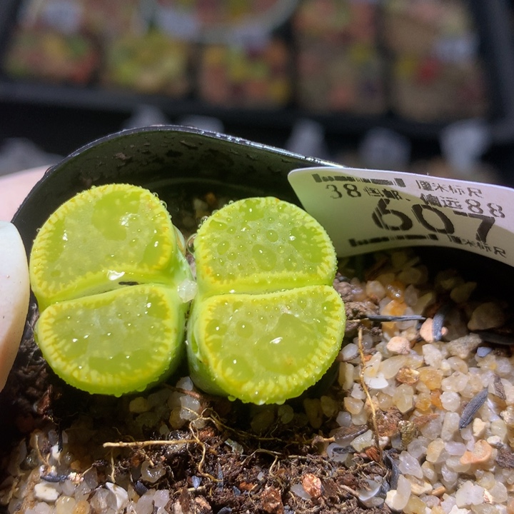 Zzz 精品生石花607号四年