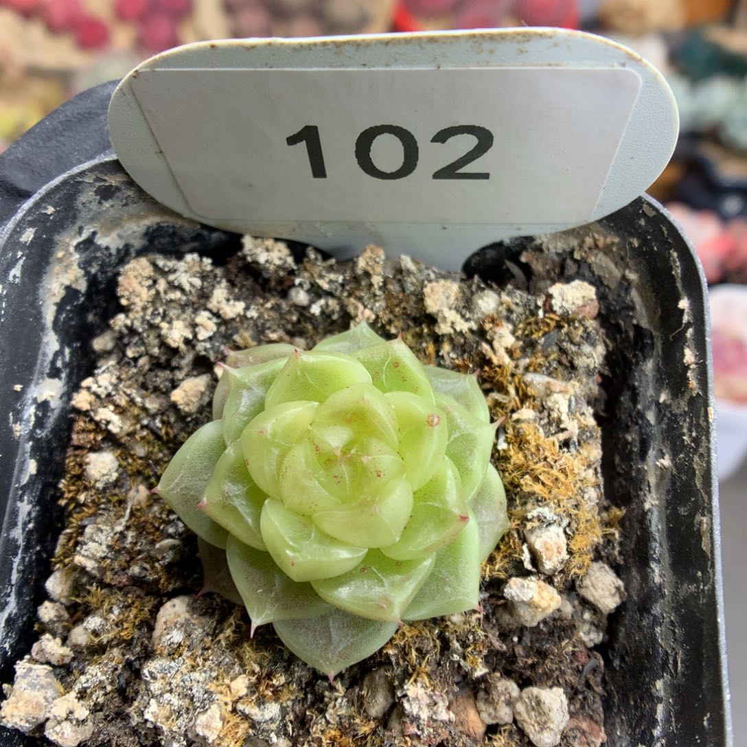 102 星星珍妮多肉