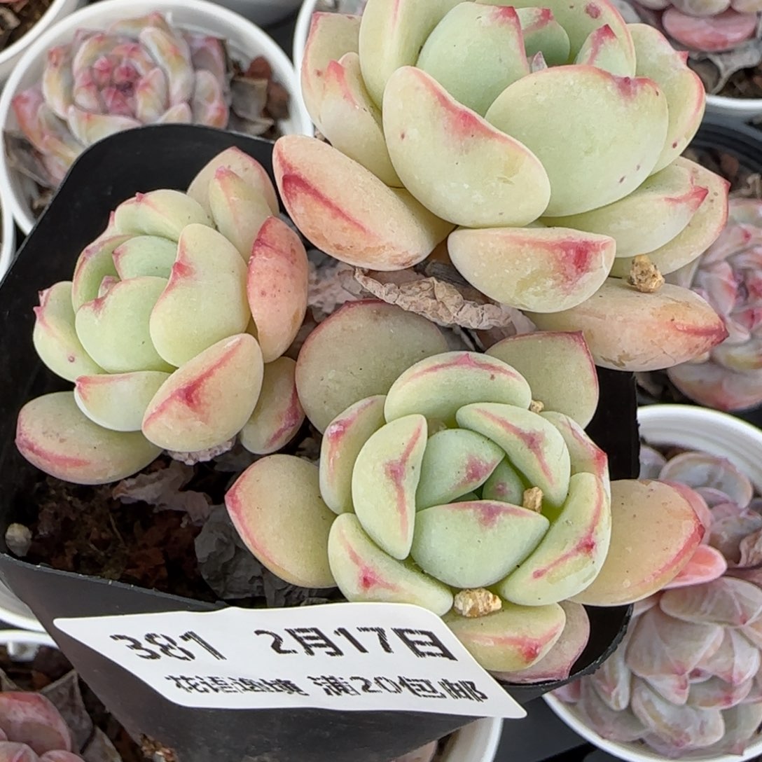 花语逸境0217-381