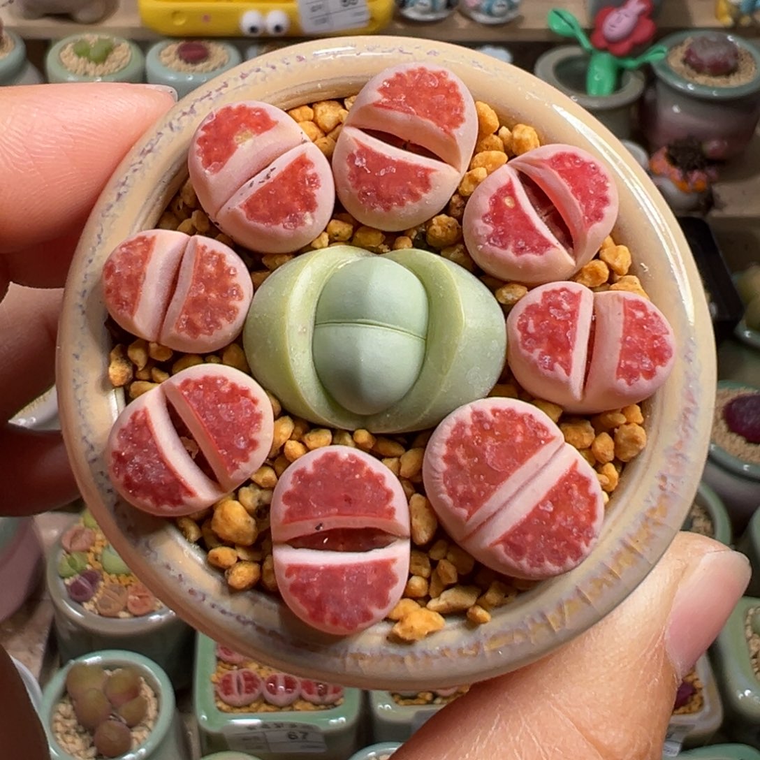 多肉植物93号组合