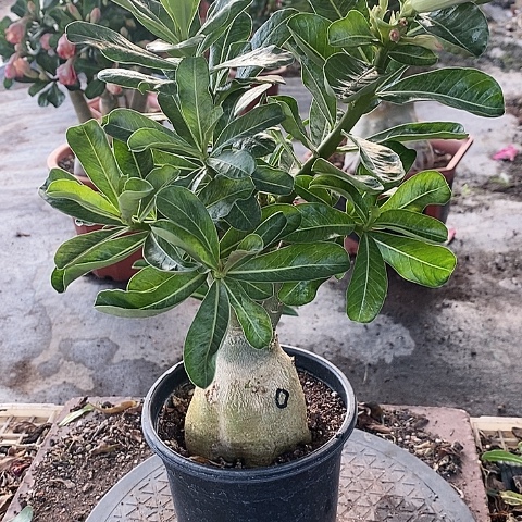 【闪购商品】无花朵红*