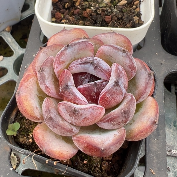 黑糖多肉一物一拍