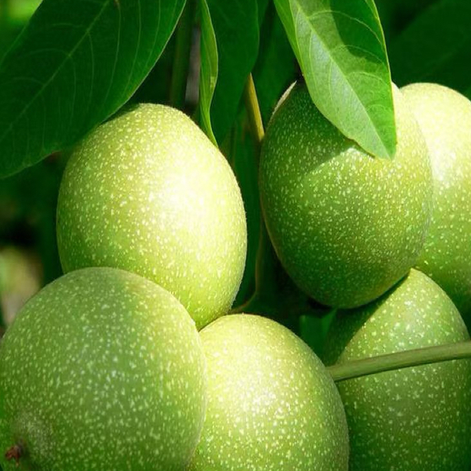 青皮文玩核桃专属链接补