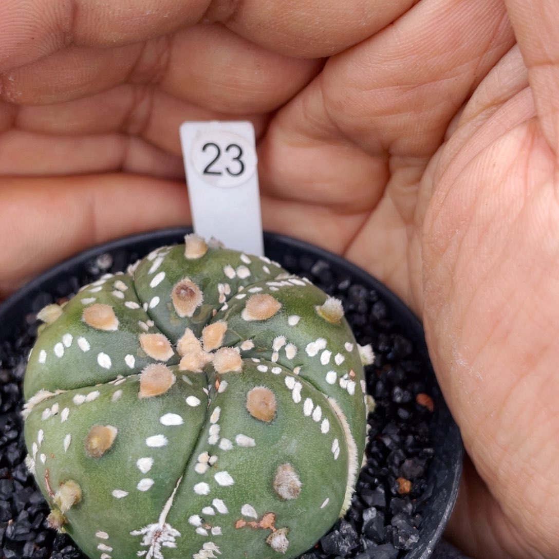 仙人球满28包邮盆5公分旋体五楞