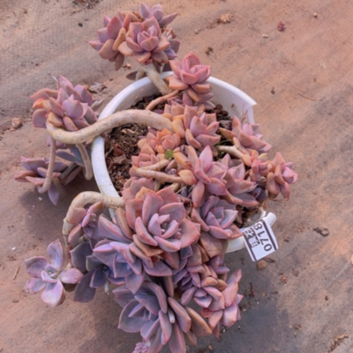 【闪购商品】彩虹糖07185