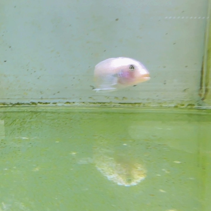 ***彭总捞。             