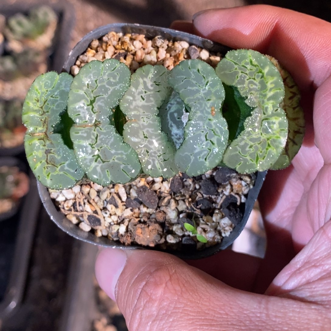 一颗大年份玉扇 零差评 整点福利