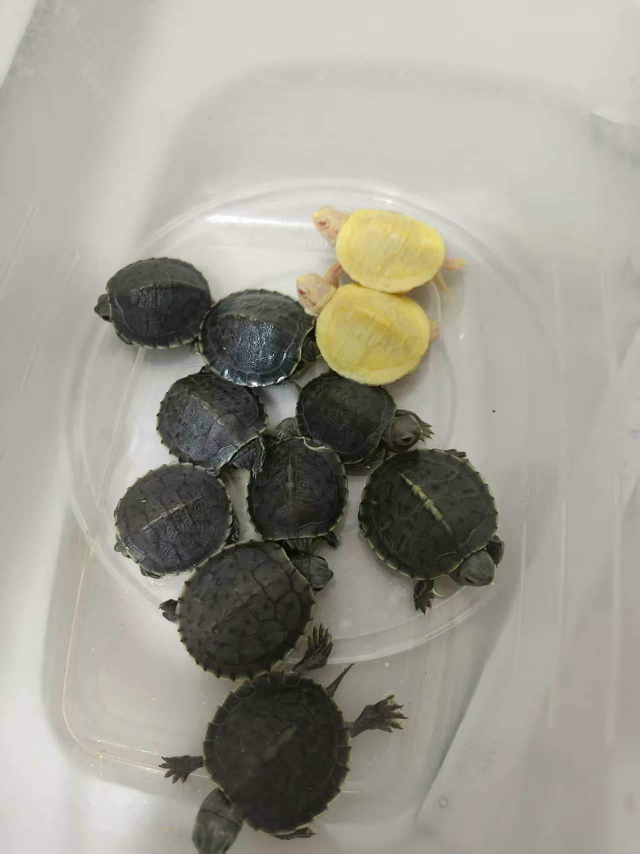 粉丝专属龟龟盲盒 仅限粉丝团参与 私拍不发