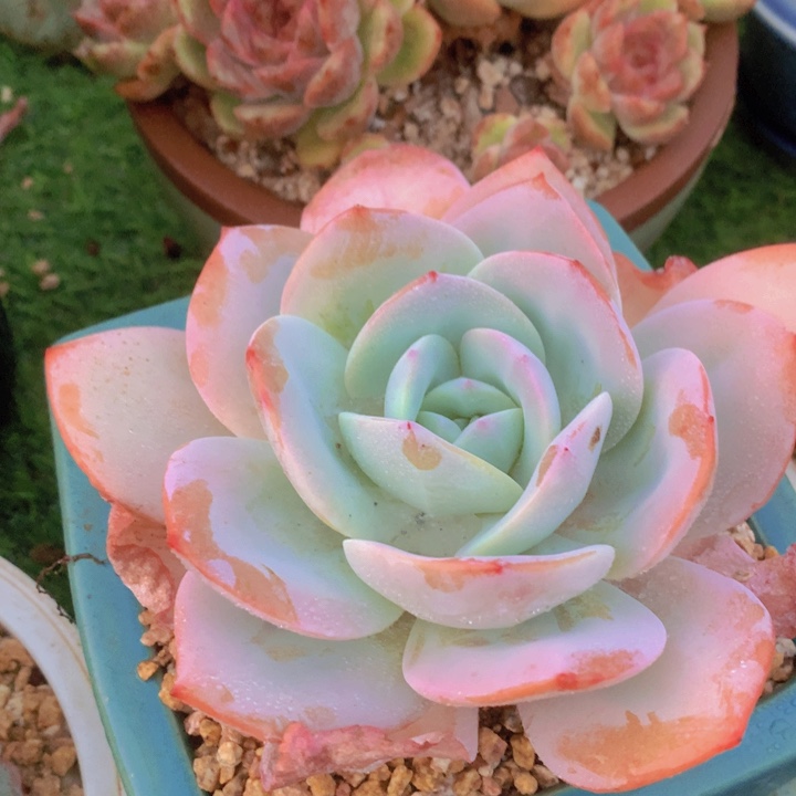 多肉乐园精品奶茶