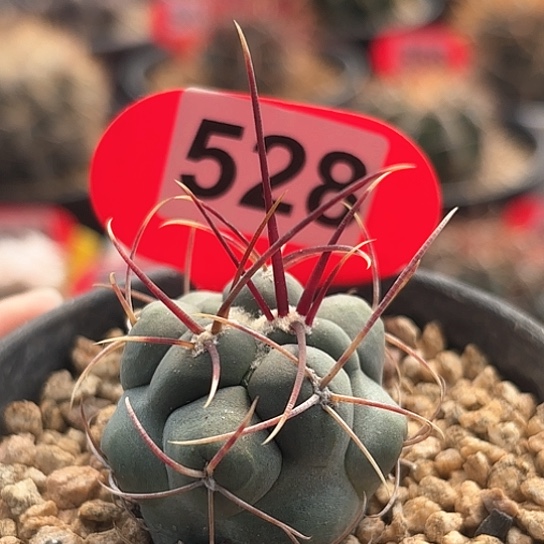 仙人球实生绯冠龙