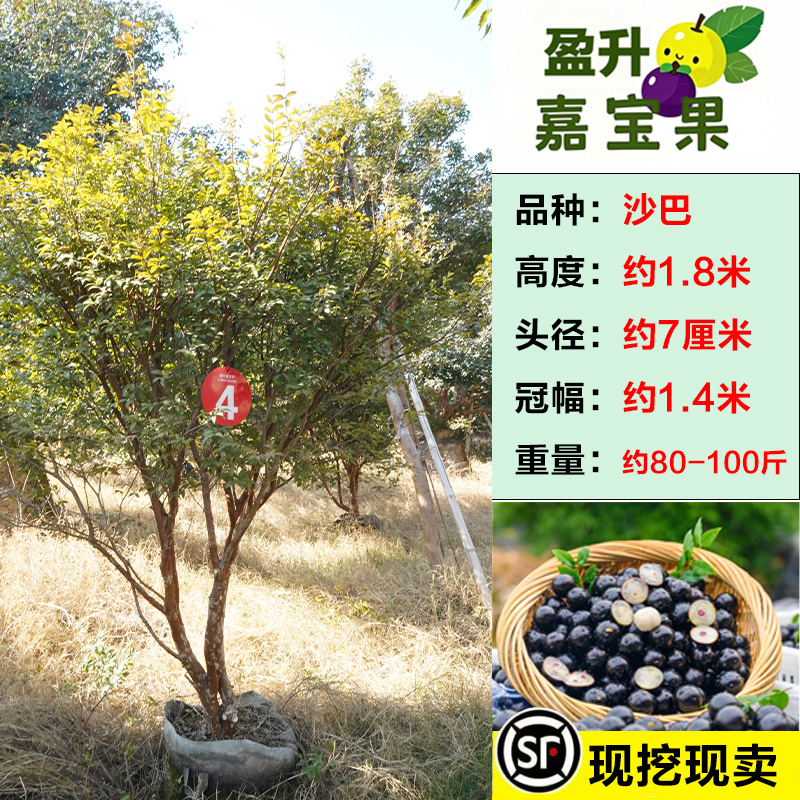 4号以主图为准【一物一拍】庭院绿植盆景造型