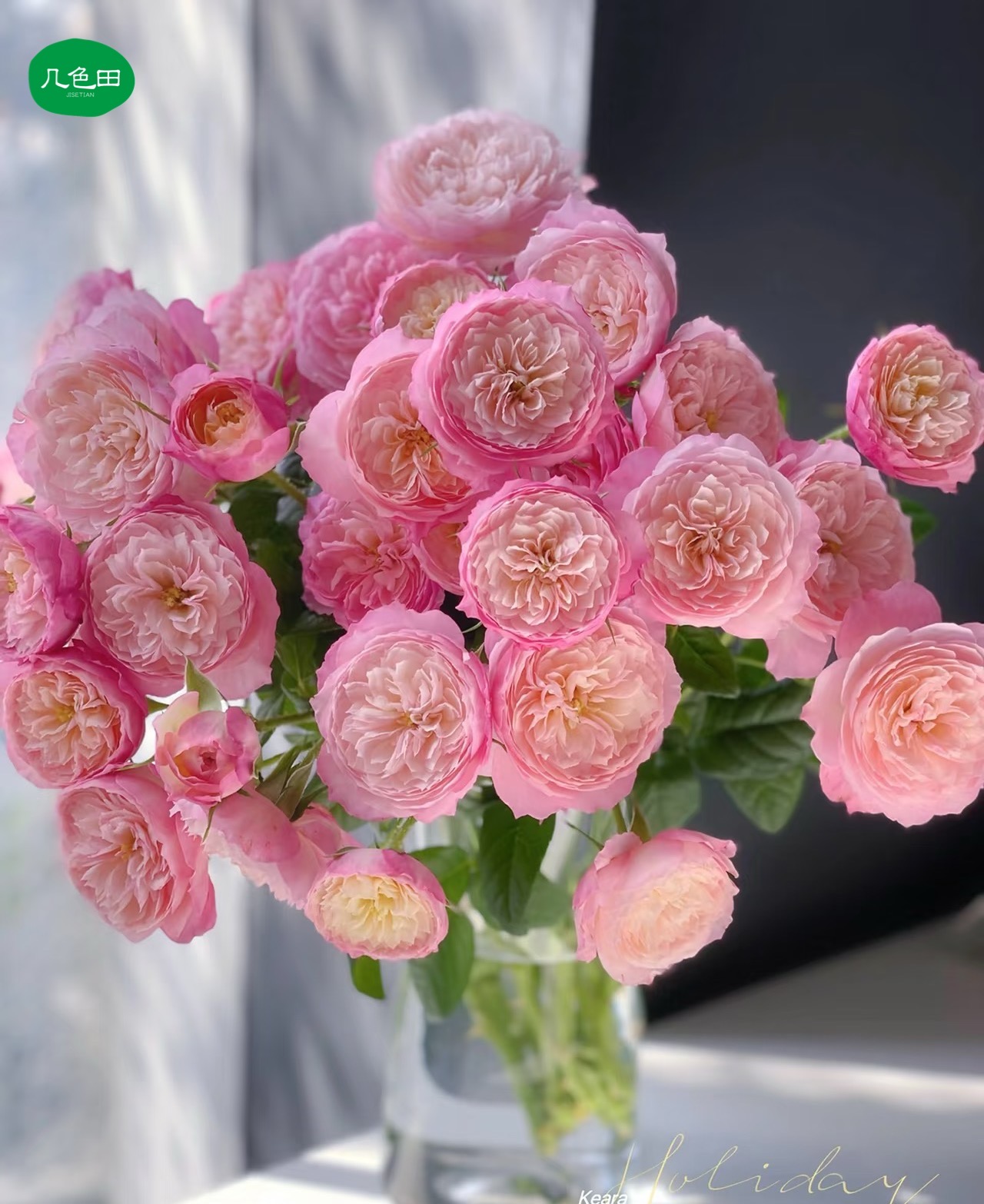 康斯坦茨—稀有多头玫瑰云南直发鲜花云南花插花鲜花