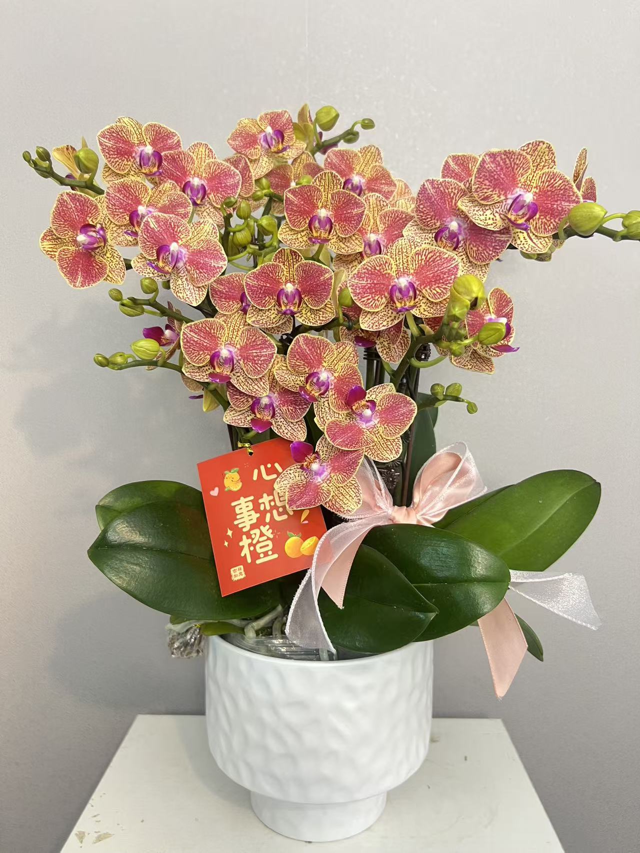 《金元宝》蝴蝶兰艺术组盆鲜花摆设高端花卉