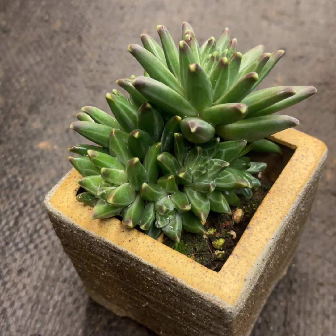 国****86868686868676464646