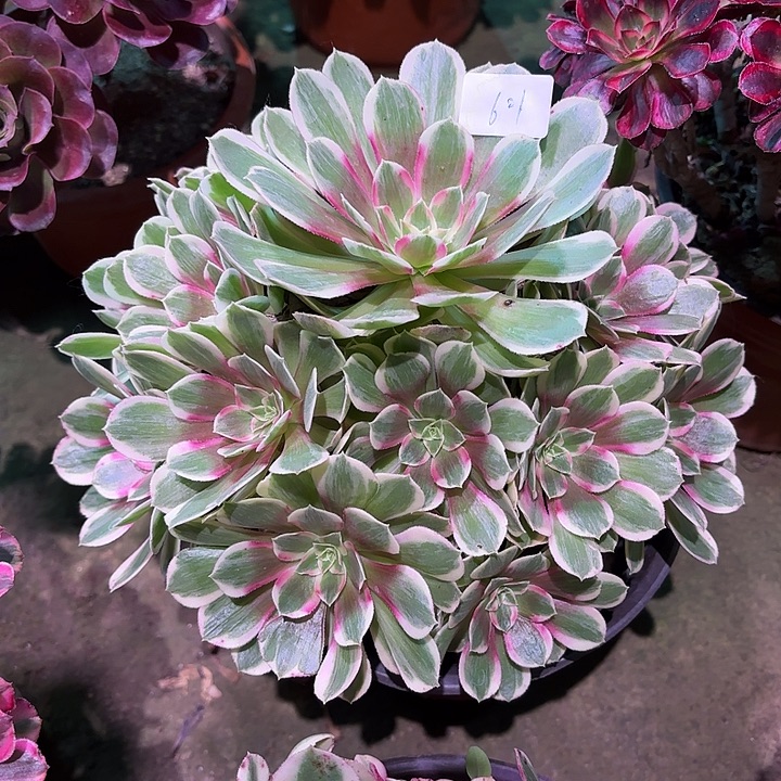 多肉植物孔雀翎00601