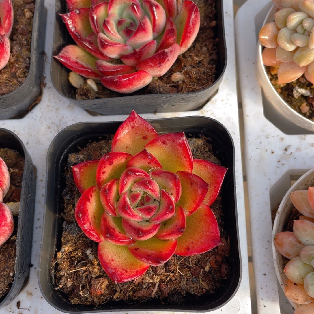 篝火多肉9.9包邮发货