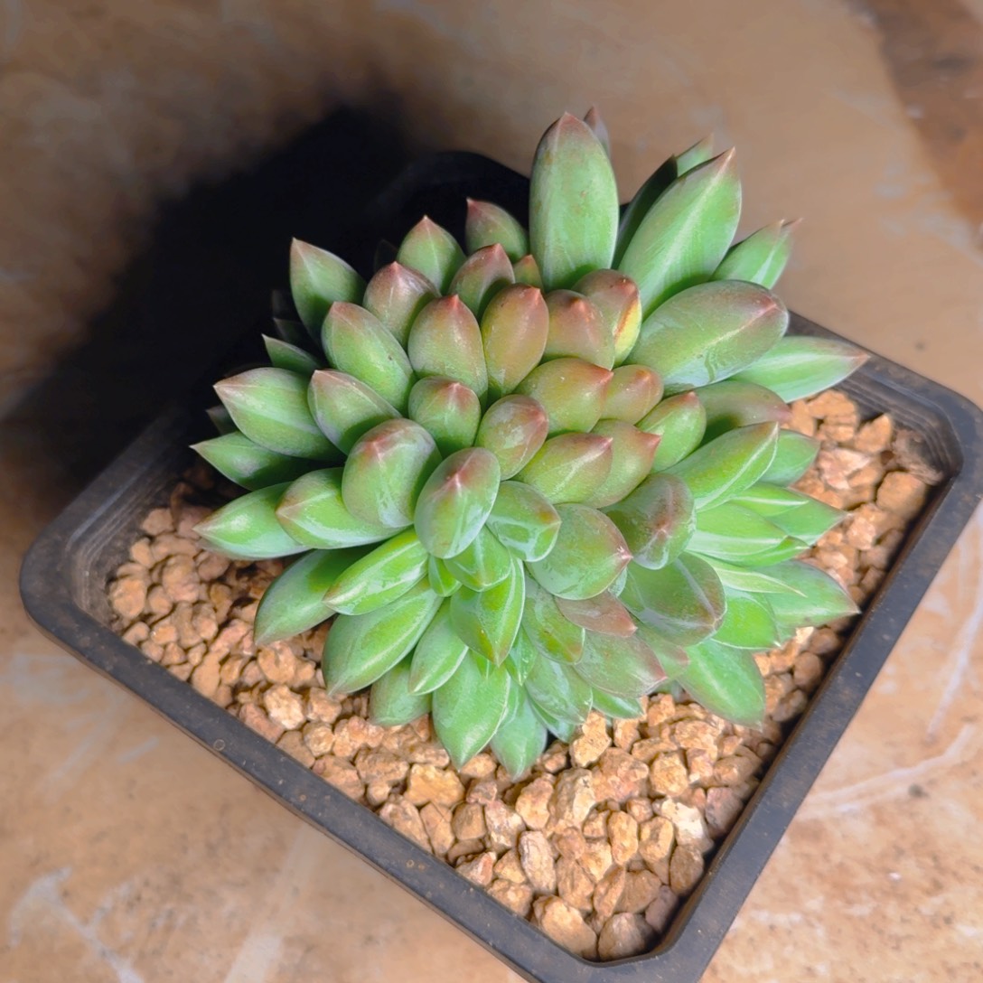 星***烂星光灿烂发货111111多肉111