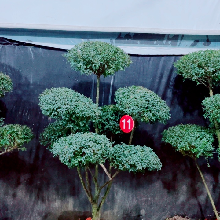 无花朵一物一拍一个一个