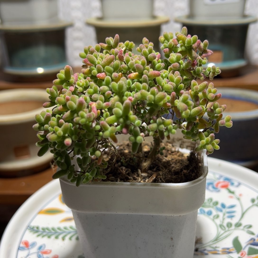 枝干番杏多肉植物363