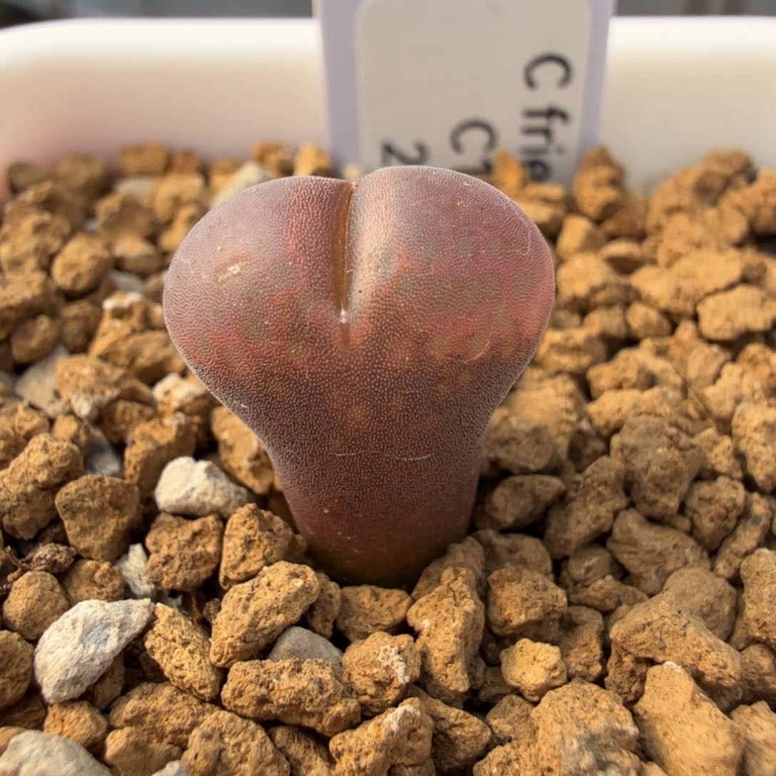 买3送一 2年c10 11-20-h4