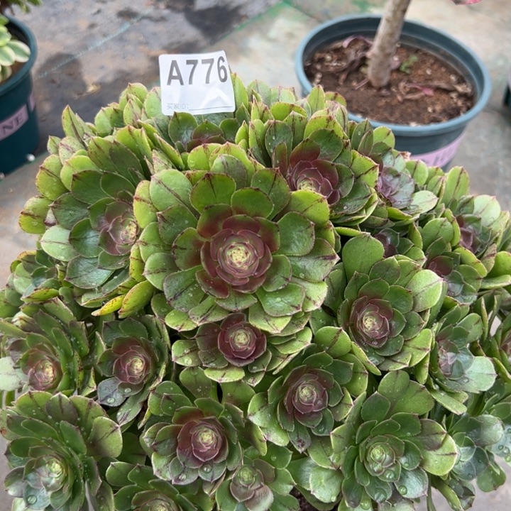 776万拉丝朵朵35厘米左右