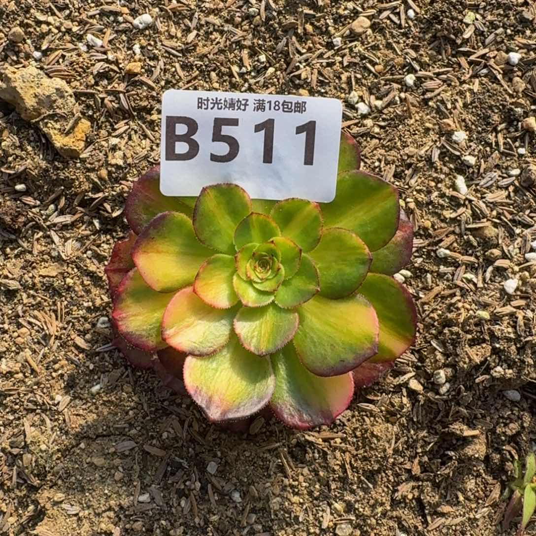 511万七彩多肉植物