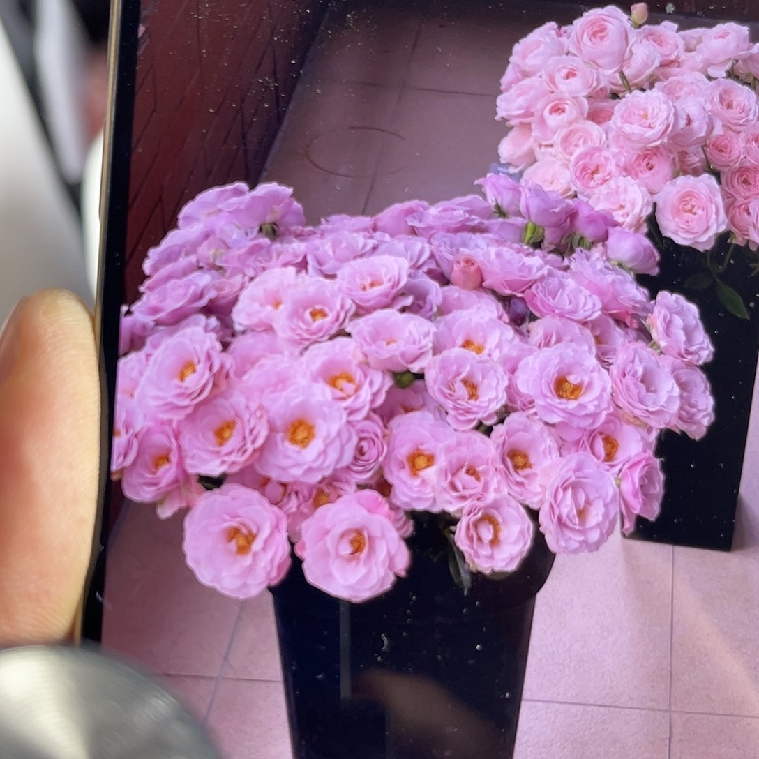 全部花苞德芮尔（焦糖纯真）一扎