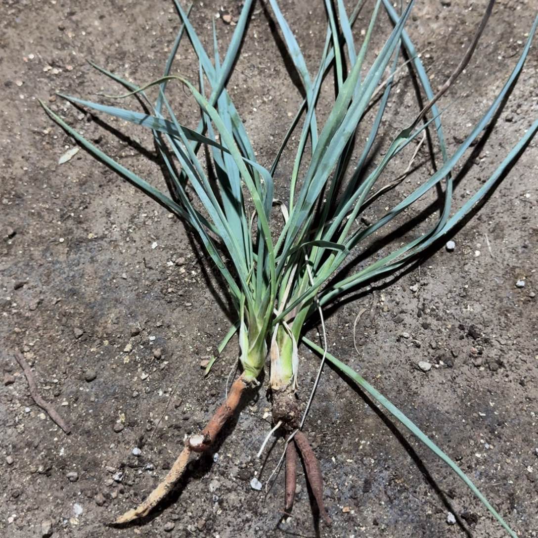 2颗蓝丝兰一物一拍多肉