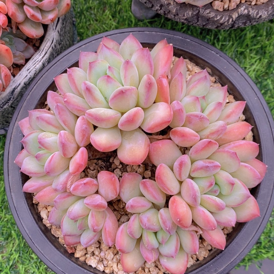 蜜桃美人 一物一拍 