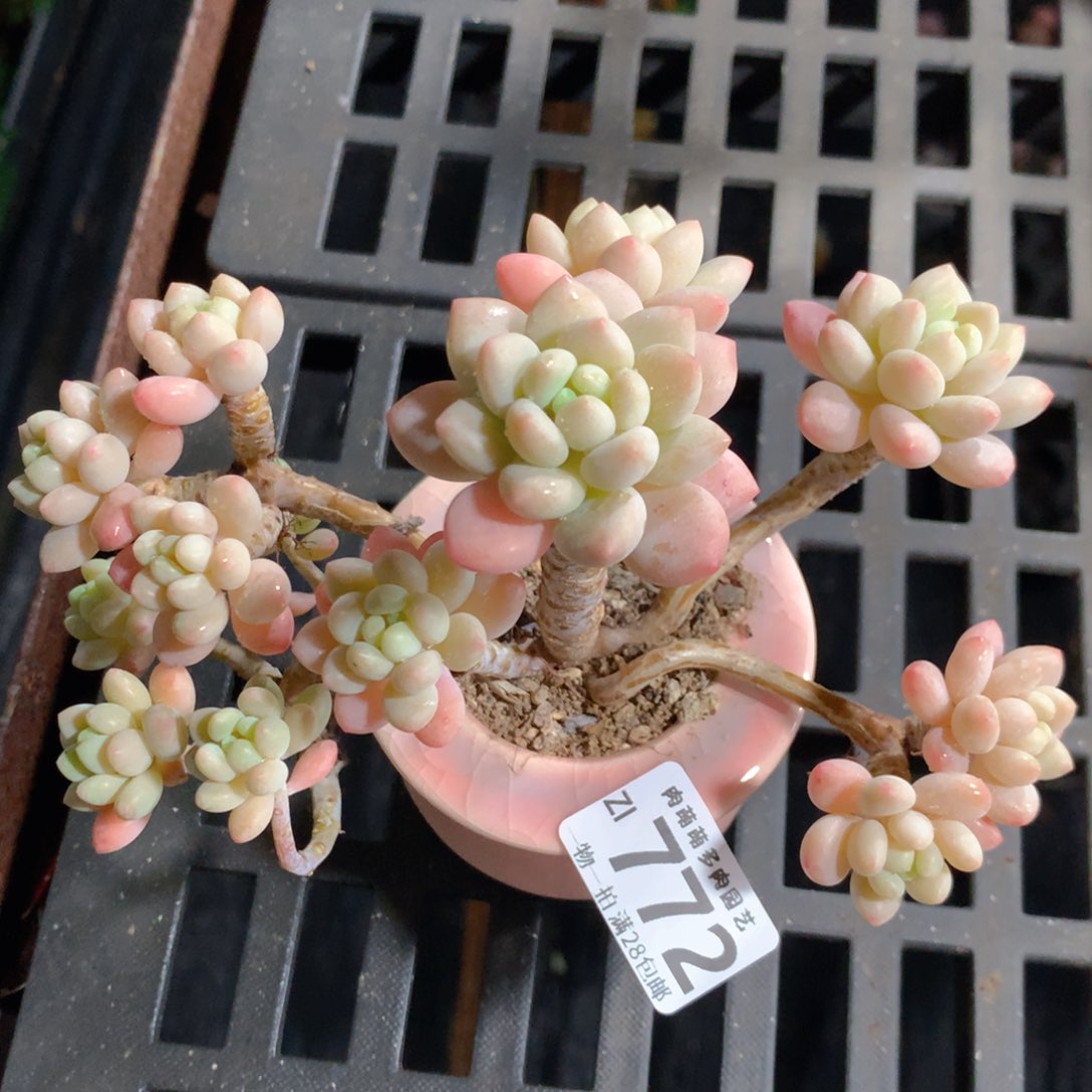 5CM拇指盆精控多肉ZI772