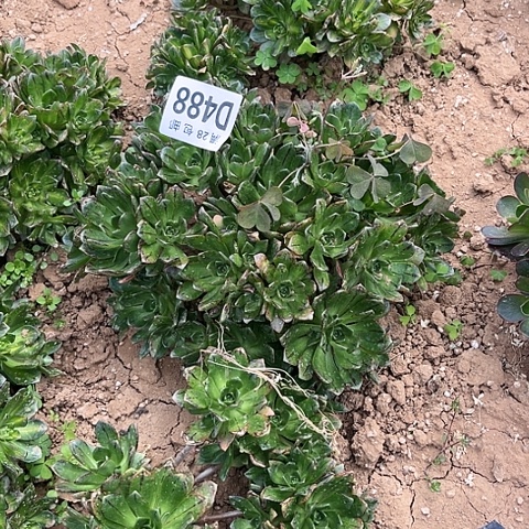 488绿茶不包断枝