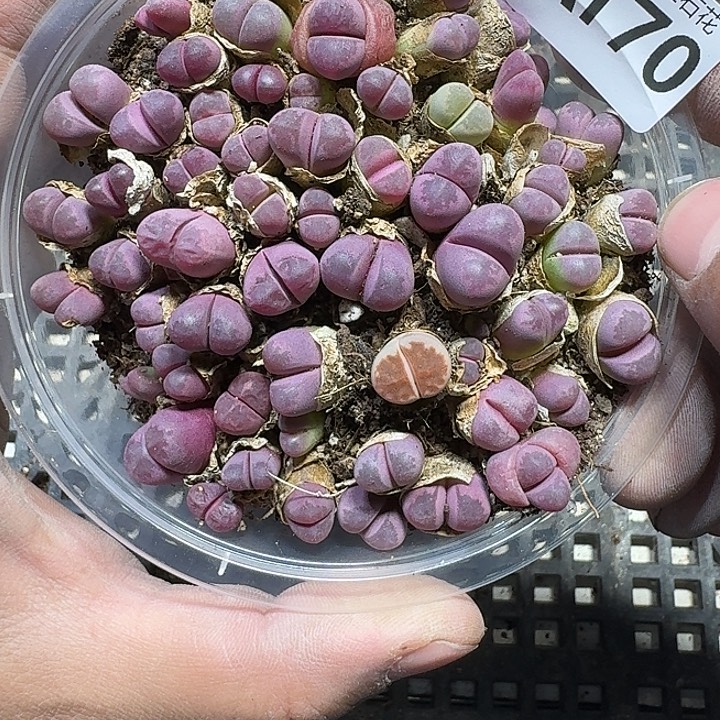 170 多肉植物多肉植物