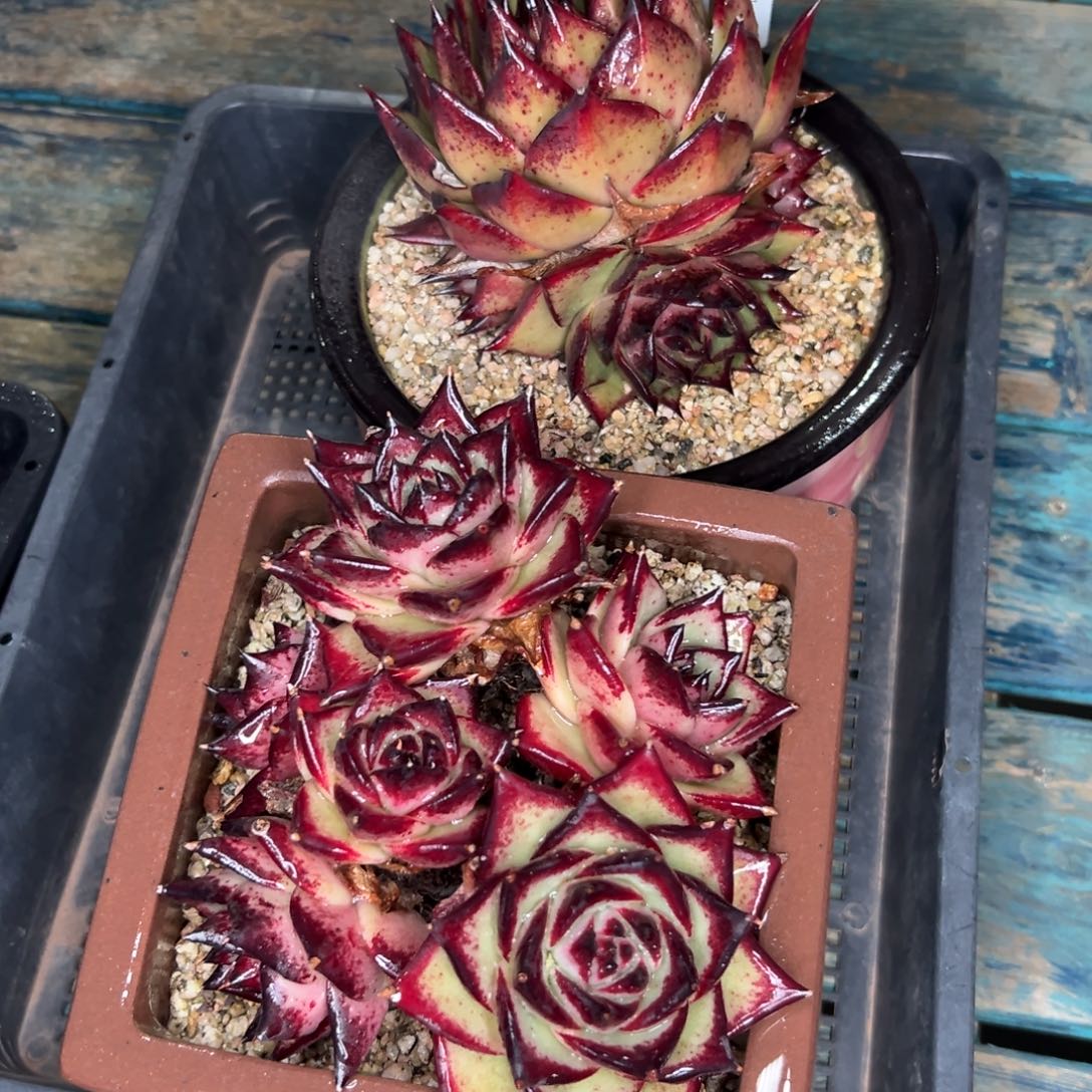 多肉一物一拍0124-302