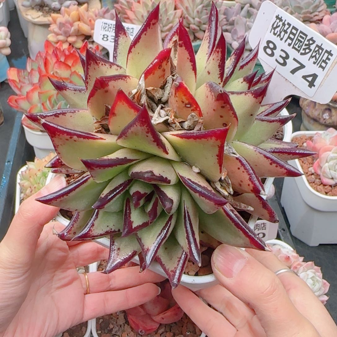 多肉植物8374………………