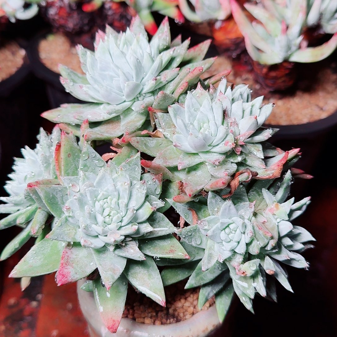 9548法瑞白菊多肉